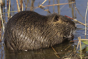 brown beaver on water